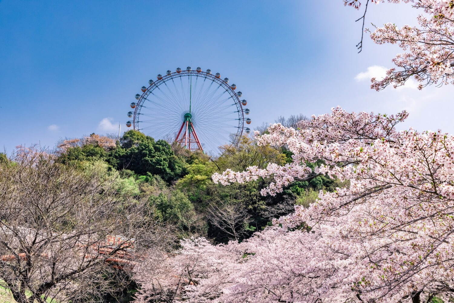 Sagamiko Illumillion Cherry Blossom