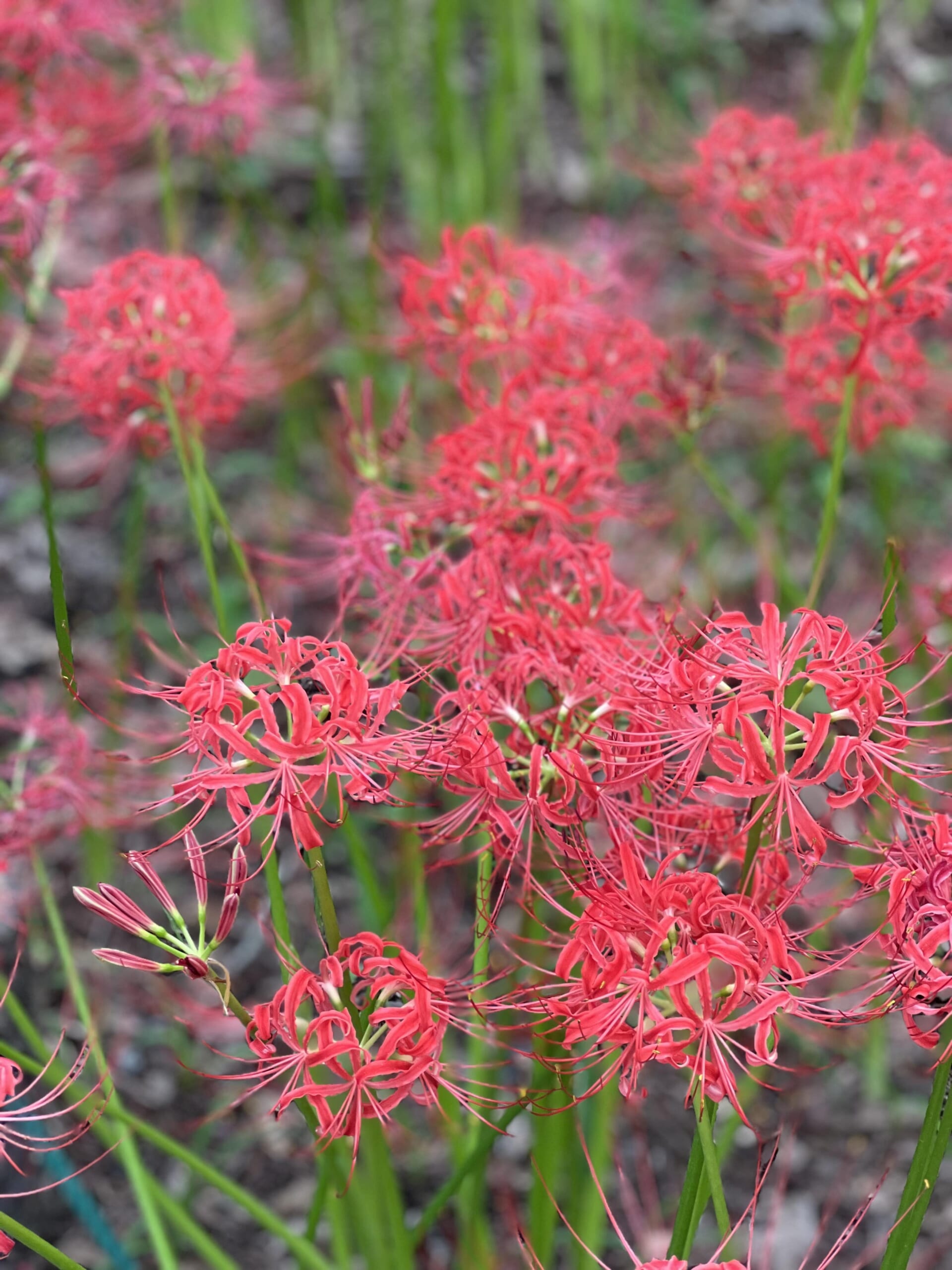 Kinchakuda Higanbana Fields