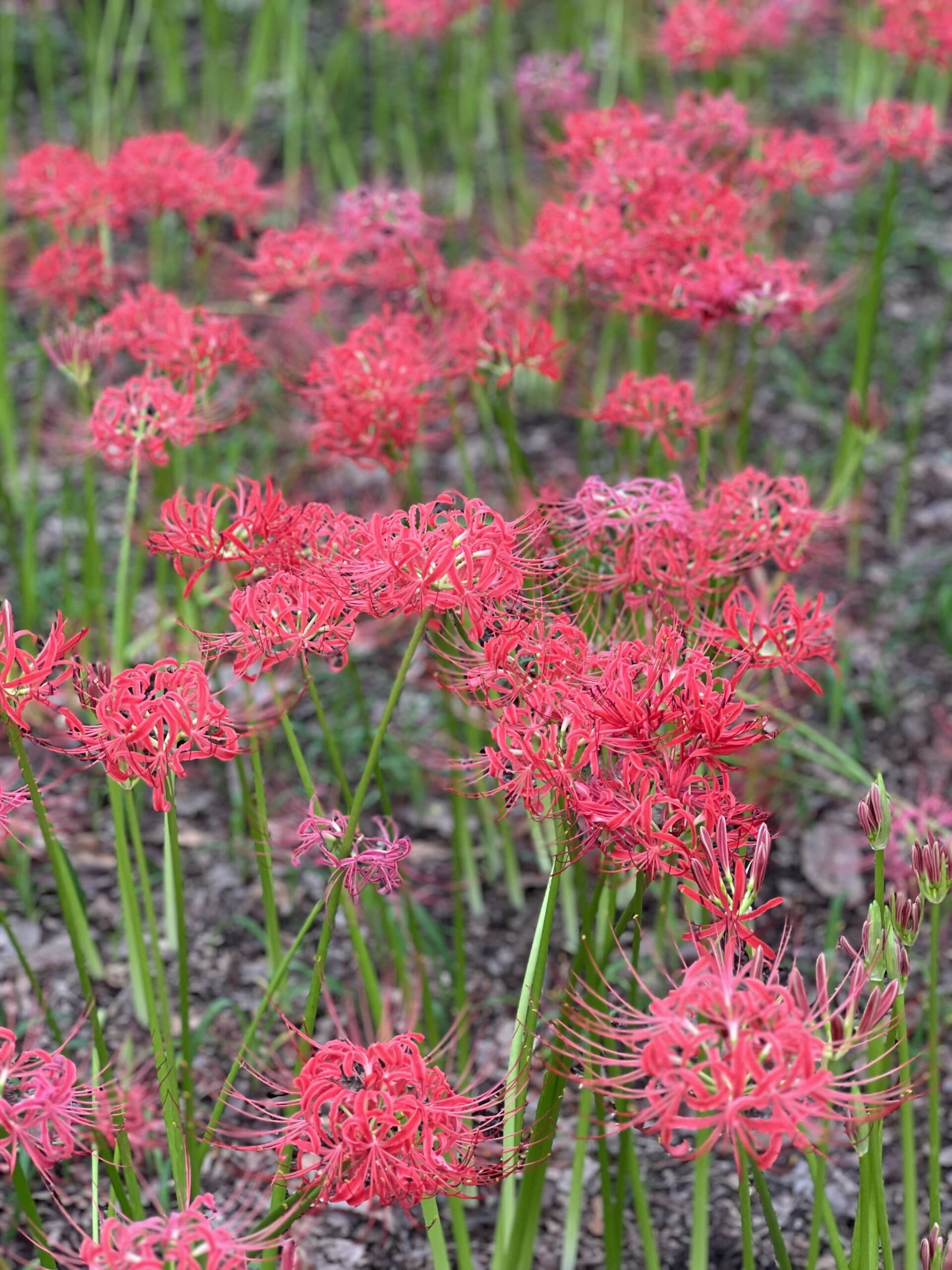 Kinchakuda Higanbana Fields