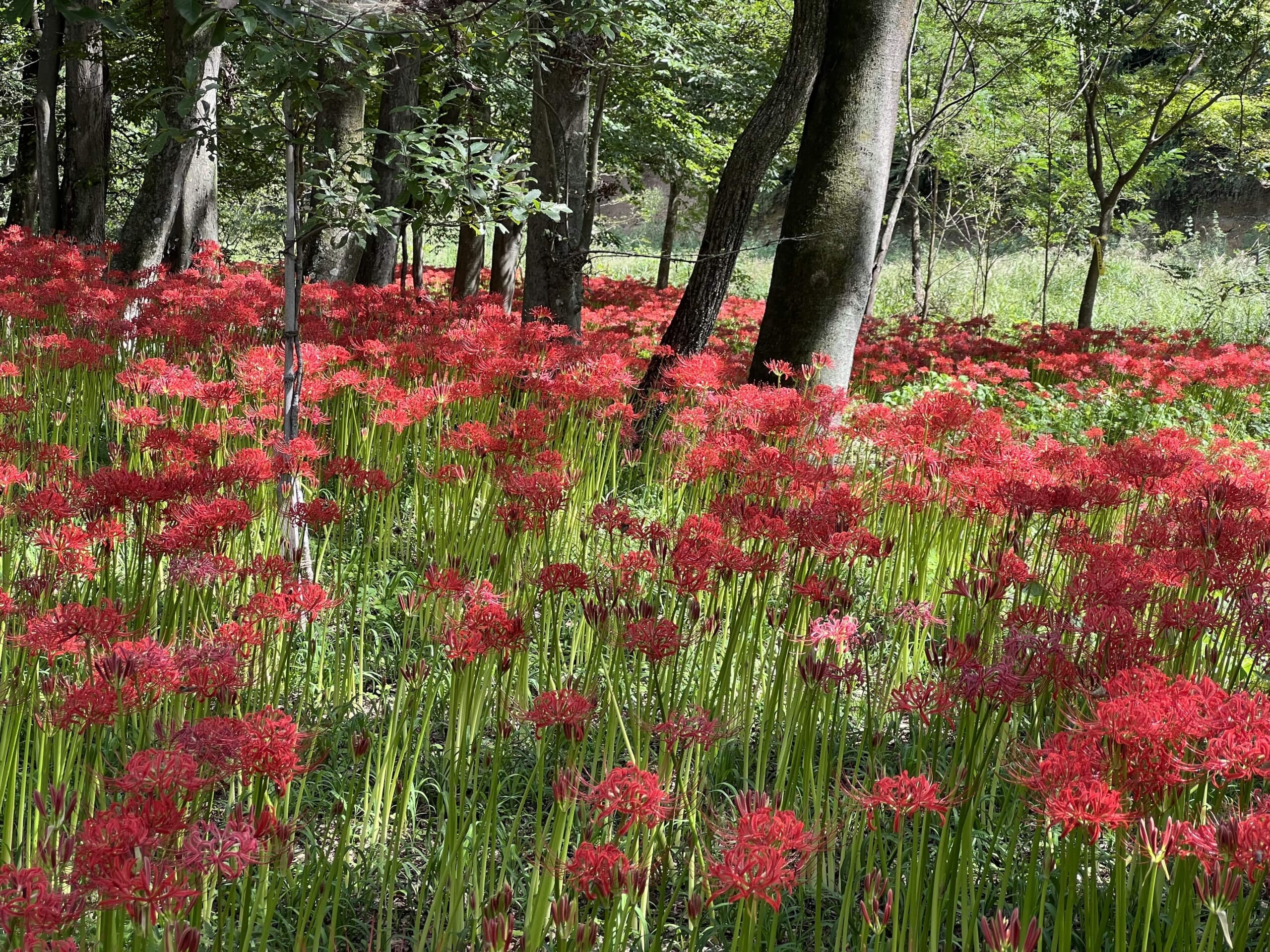 Kinchakuda Higanbana Fields