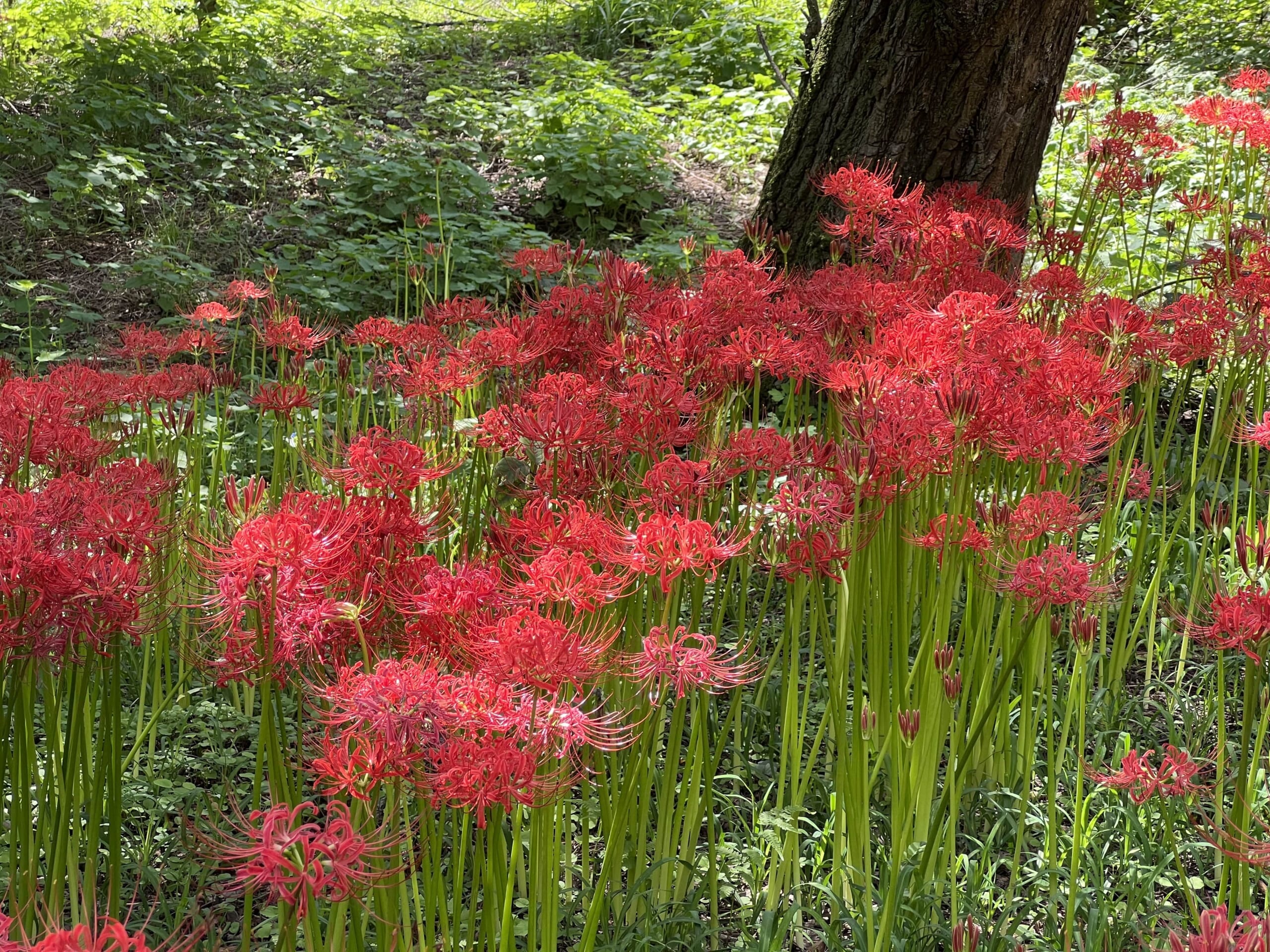 Kinchakuda Higanbana Fields