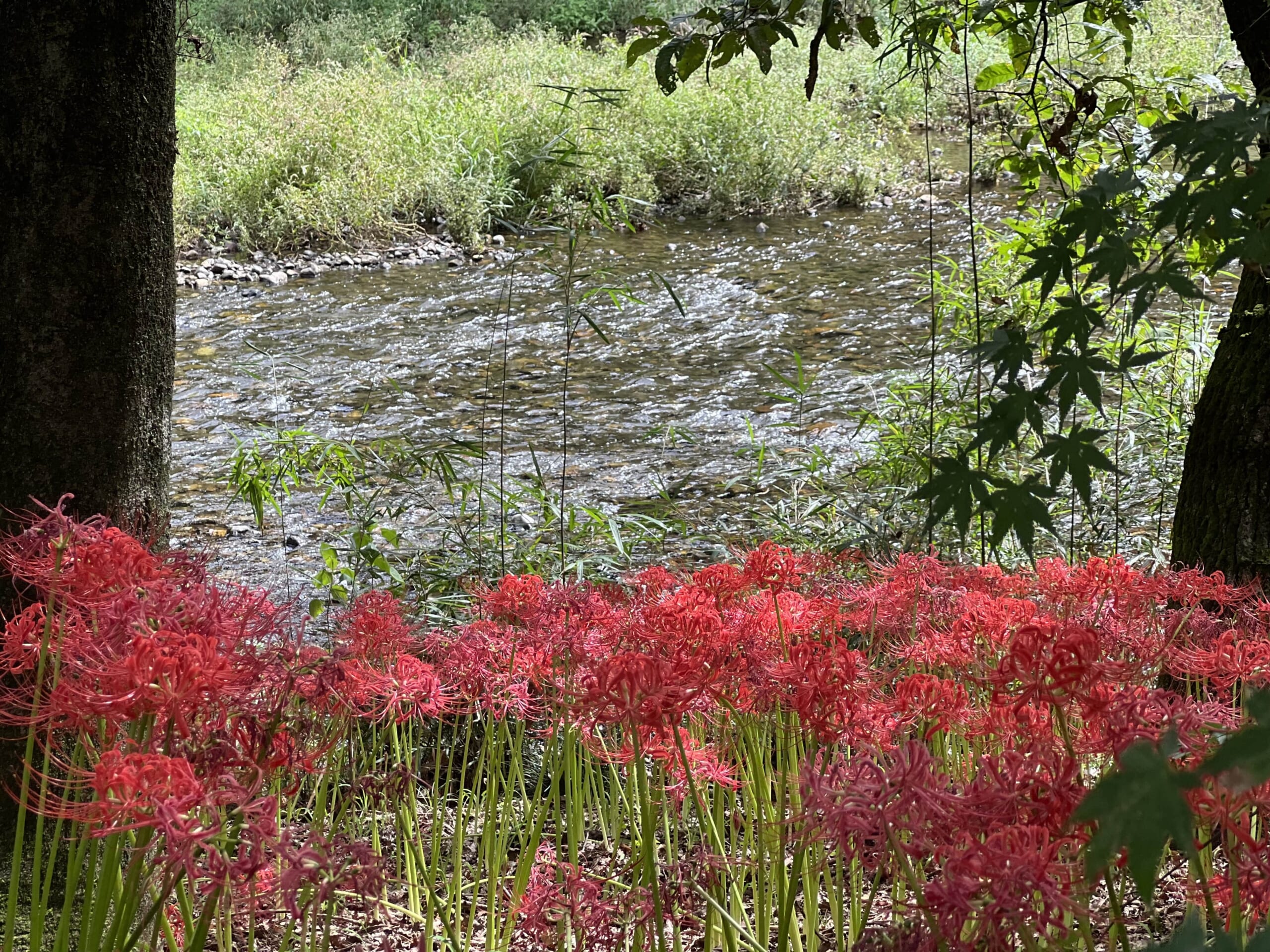 Kinchakuda Higanbana Fields