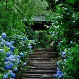 3 Best Temples in Kamakura for Hydrangea Viewing