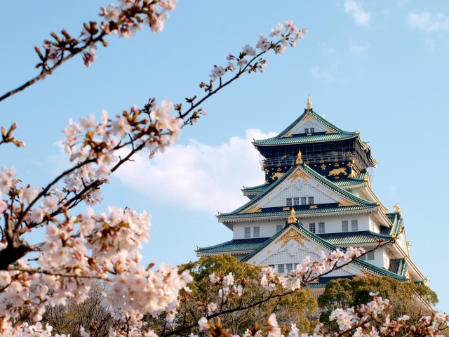 The magnificent Osaka Castle with cherry blossoms