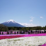 來自東京的富士芝櫻祭直通車票