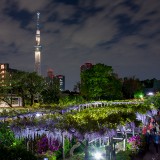 Kameido Tenjin Shrine Wisteria Festival