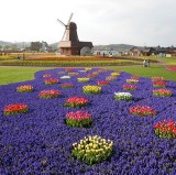 參觀北海道的春季花園，從札幌出發的巴士之旅