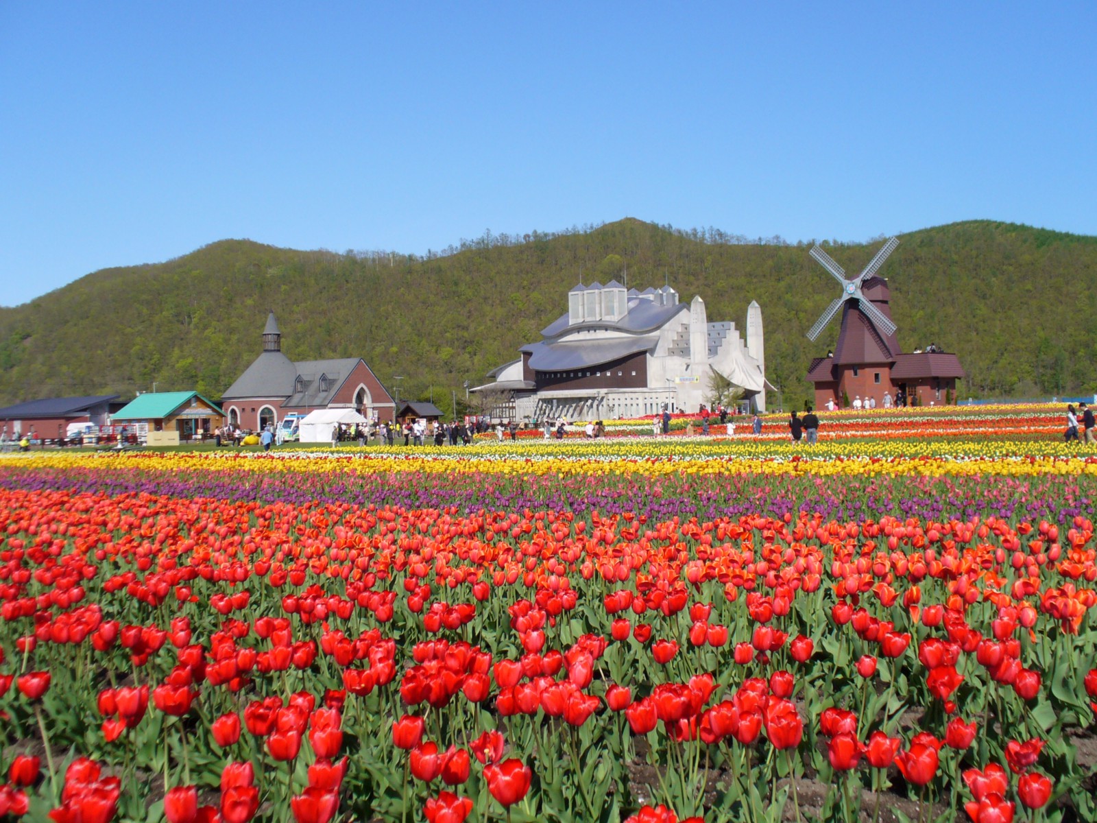 Charming tulips blooming in various colours