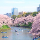 千鳥之淵櫻花