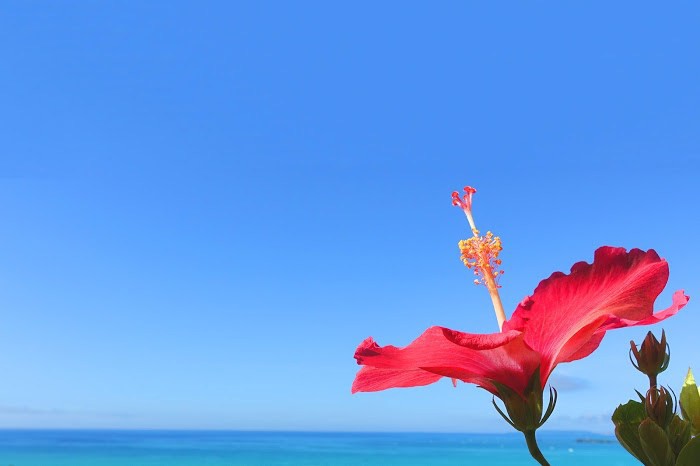 Hibiscus with the blue sky and ocean in Okinawa