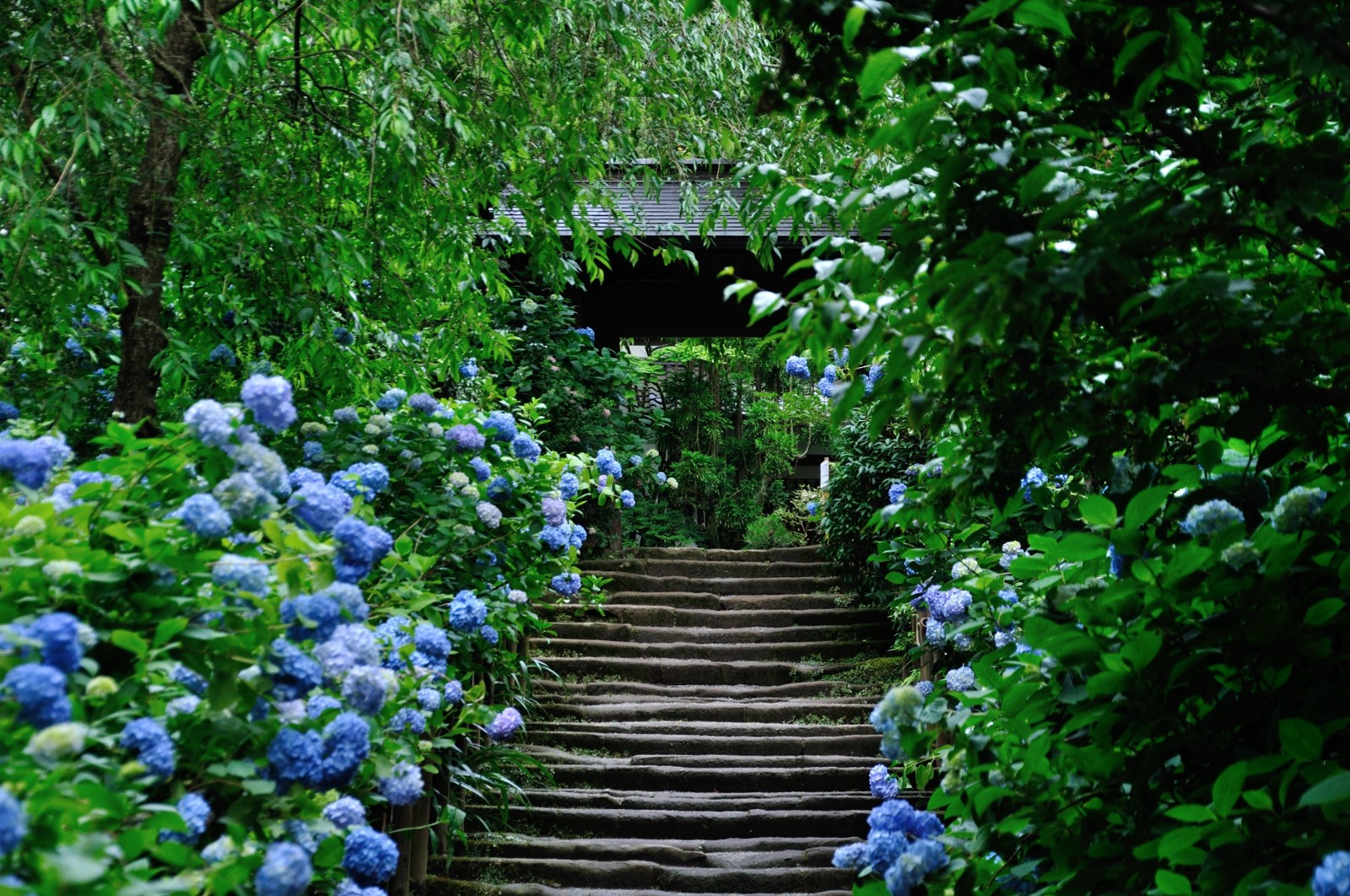 Beautiful hydrangea at Meigetsuin Temple in Kamakura City