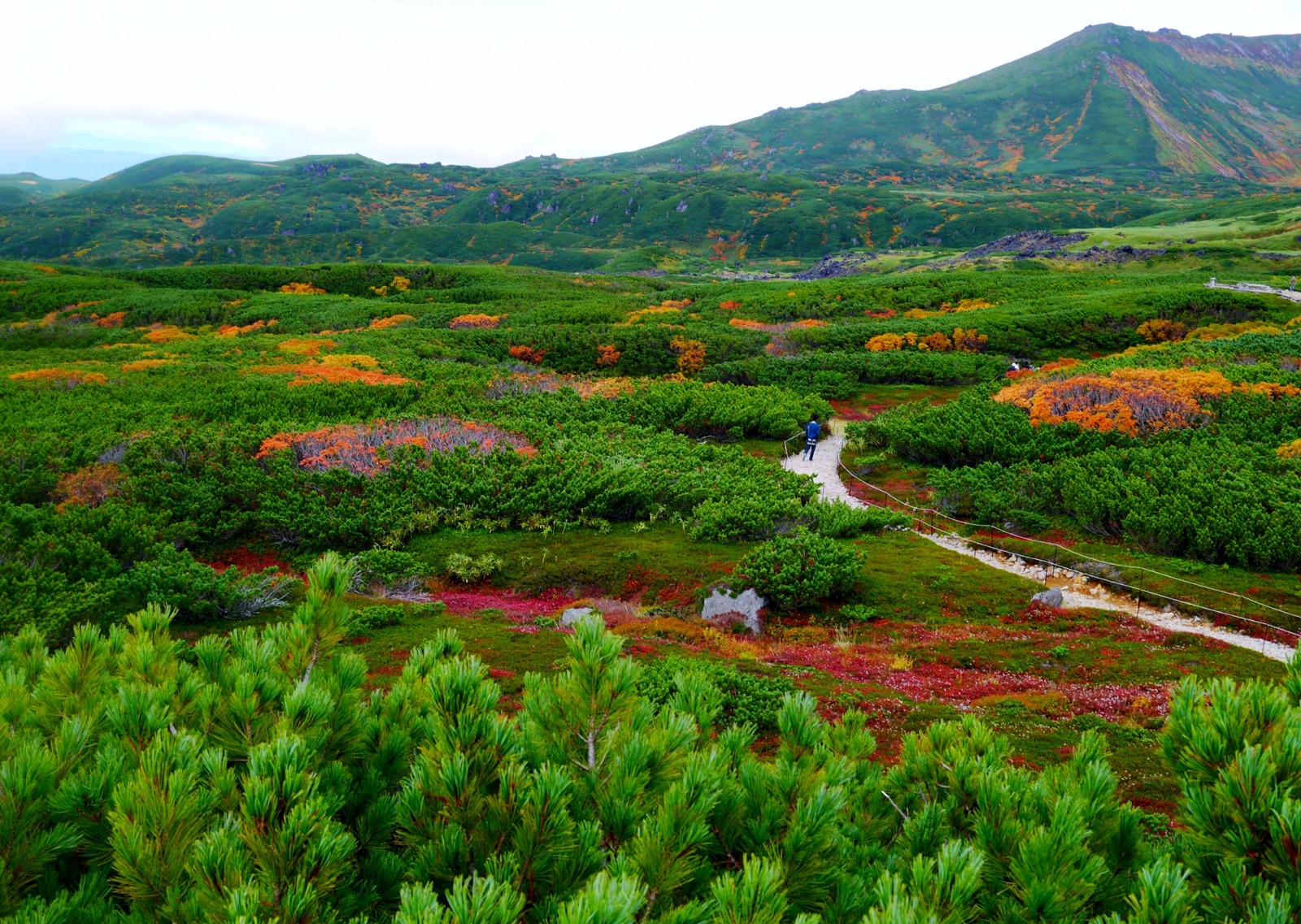 Hike with autumn leaves at Mt Asahi in Hokkaido