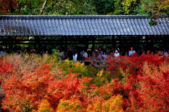 Tourists enjoying the astonishing view of autumn leaves at Tofukuji Temple