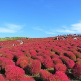 萌木百合節：秋季常陸海濱公園