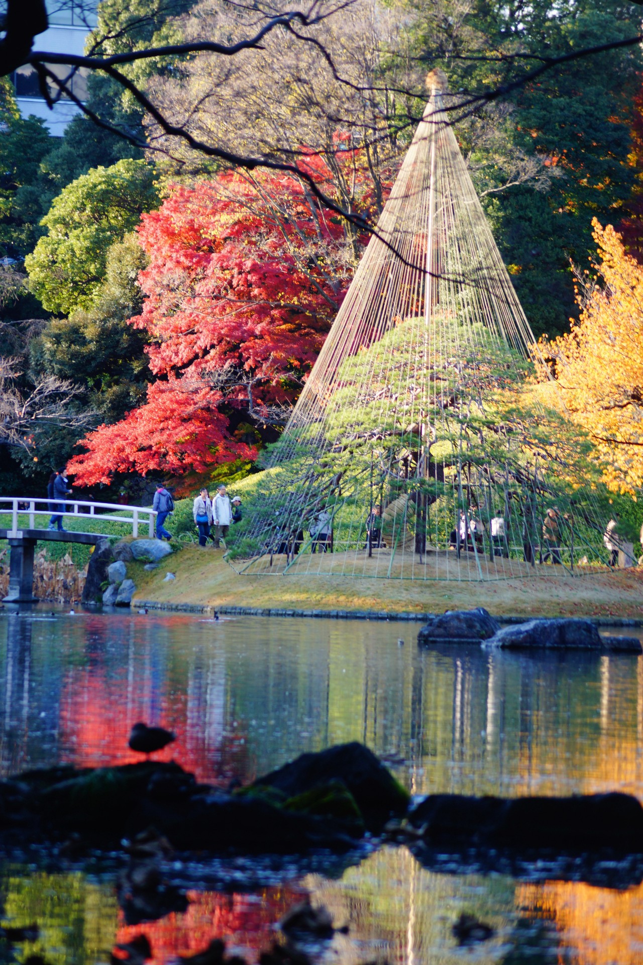 Koishikawa Korakuen Garden, one of the most popular sites for autumn leaves viewing