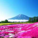 Best Shibazakura Spots in Hokkaido