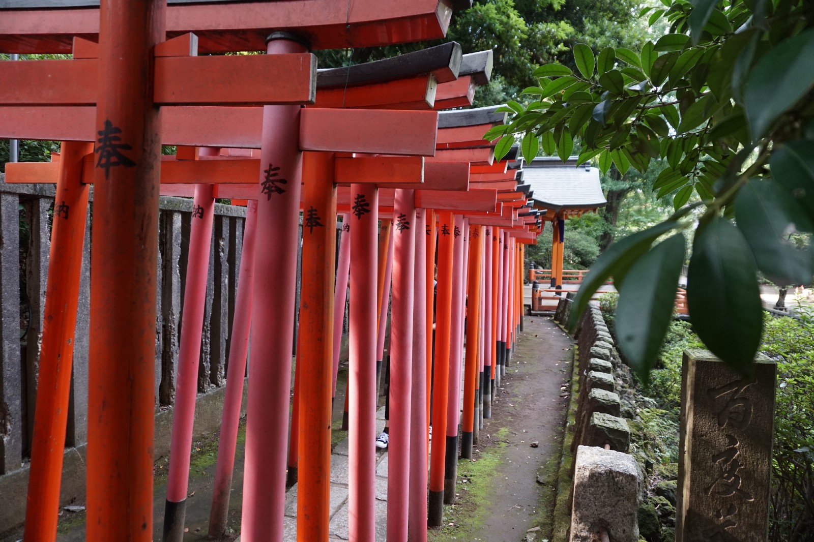 The torii gates tunnel at Nezu Shrine in Tokyo