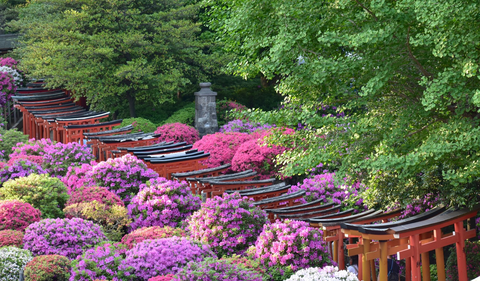 Tsutsuji Matsuri (Azalea Festival) at Nezu Shrine in spring