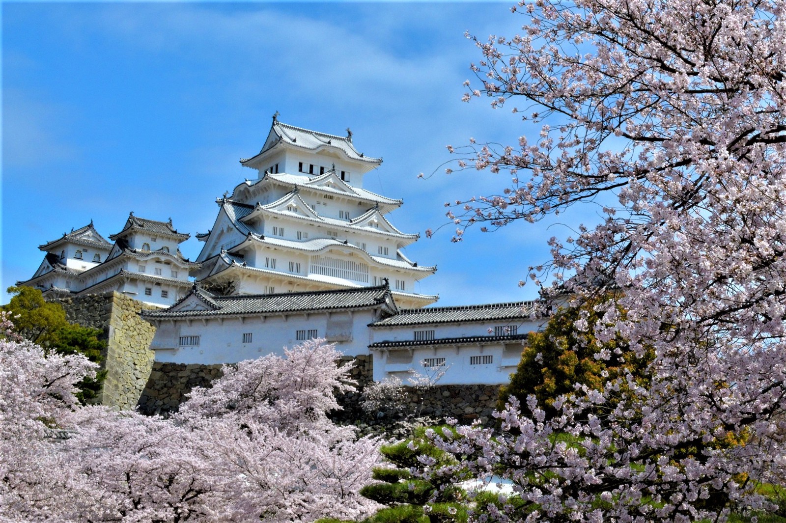 The glorious Himeji Castle with cherry blossoms in spring