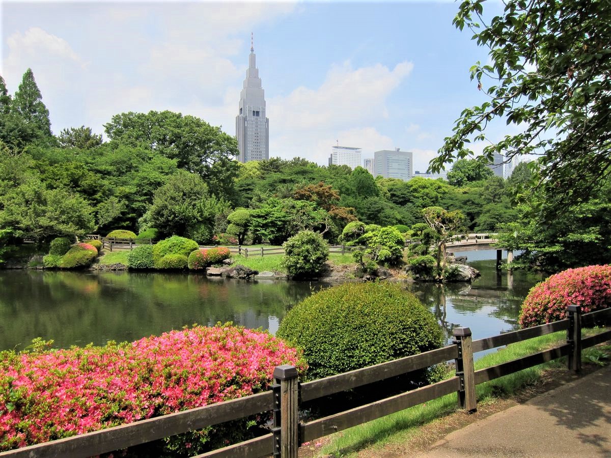 Shinjuku Gyoen featuring the traditional Japanese garden and modern skyscrapers on background