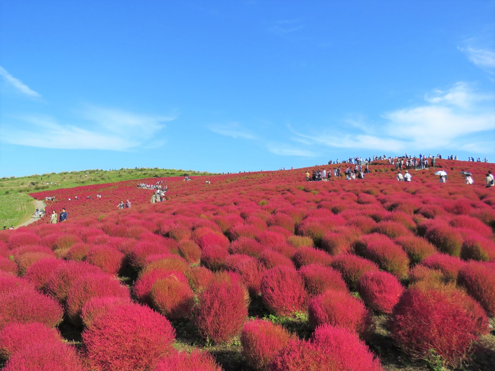 Kochia Carnival at Hitachi Seaside Park in Ibaraki