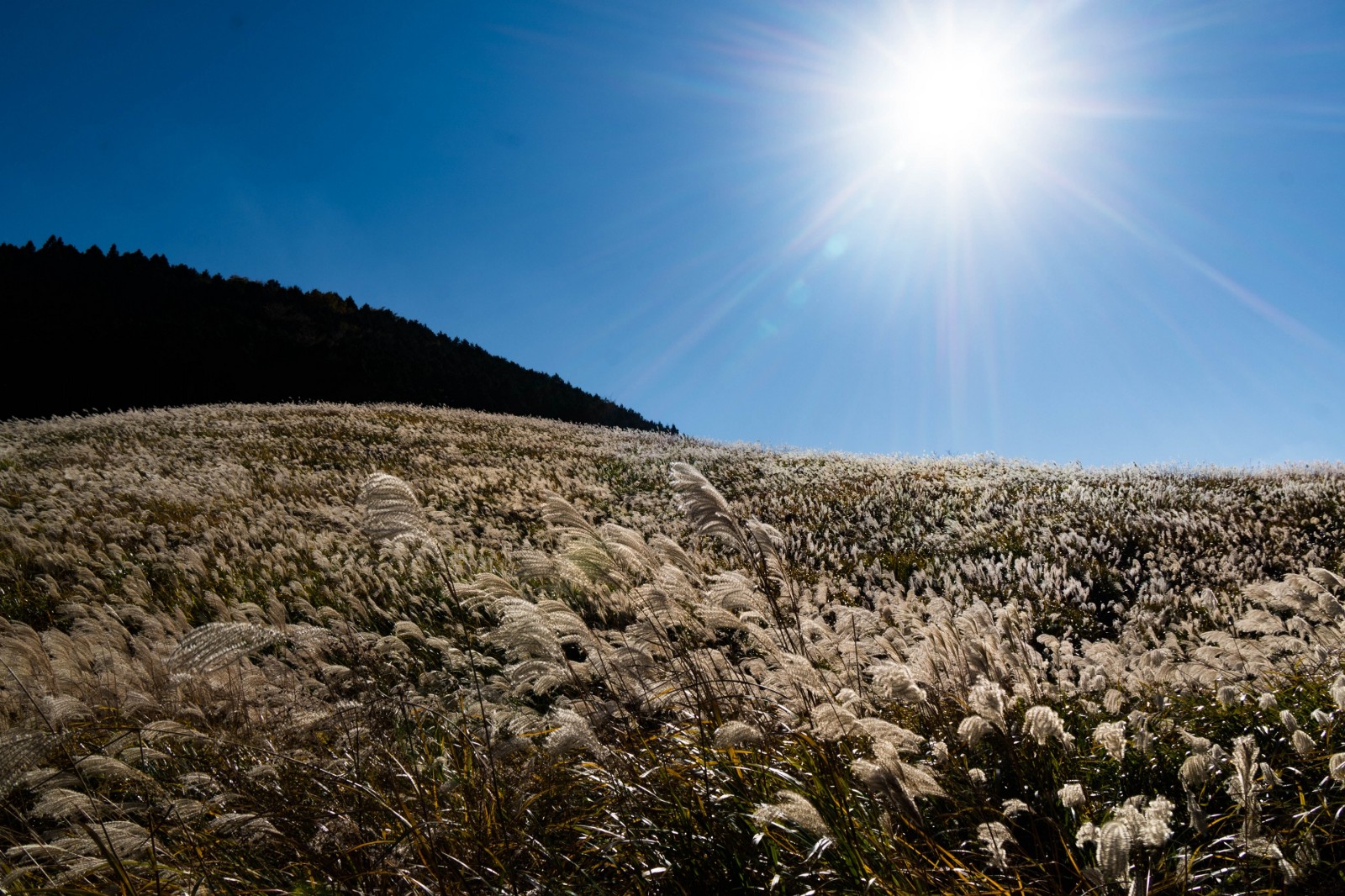 The pampas grass field at Sengokuhara in Hakone