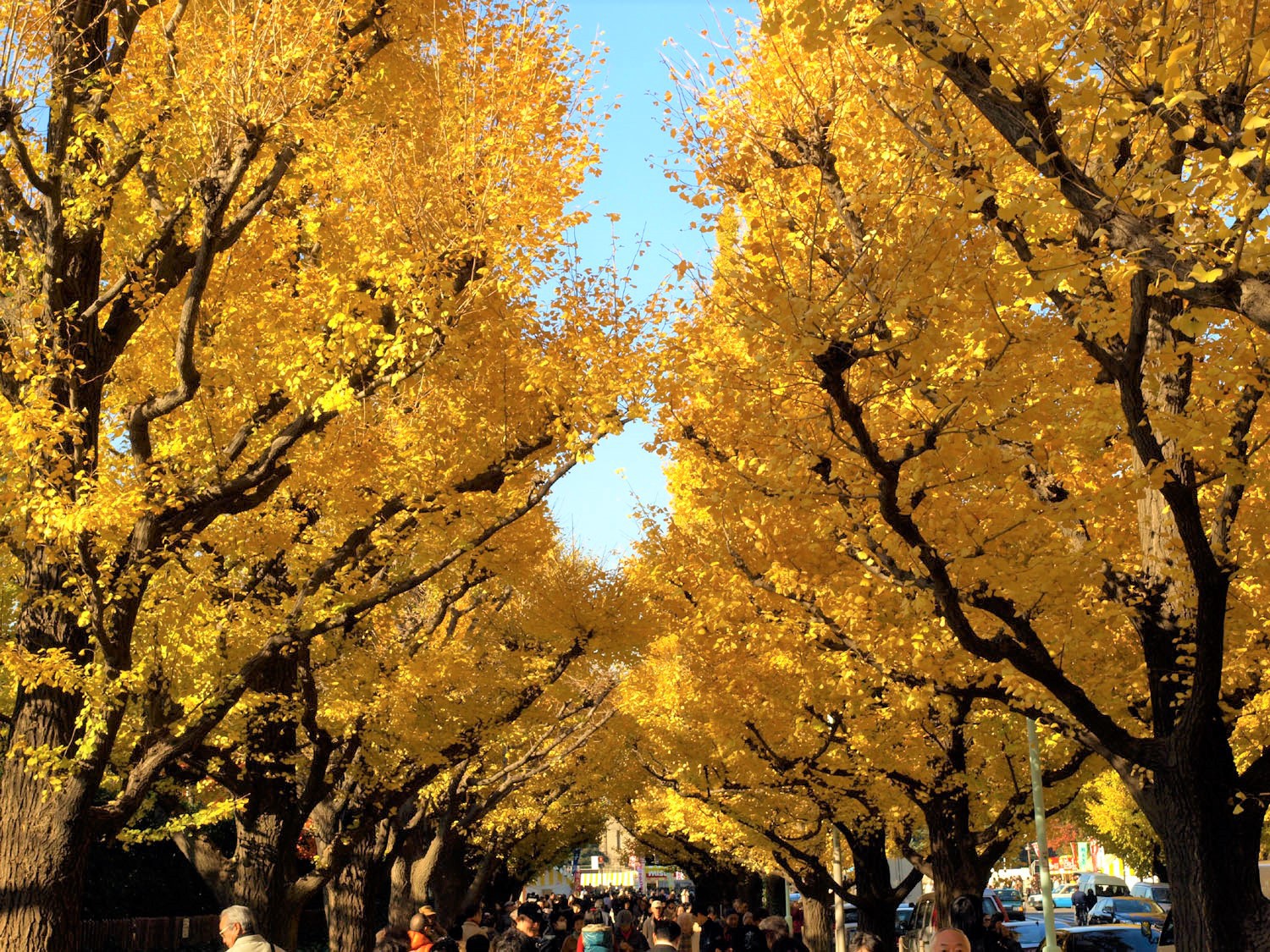 The ginkgo avenue at Jingu Gaien Icho Matsuri, Tokyo