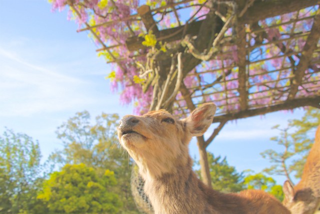 Adorable deer at Nara Park