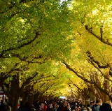 Meiji Jingu Gaien Ginkgo Festival