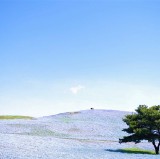 Nemophila Harmony at Hitachi Seaside Park