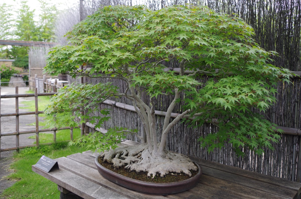 Bonsai at Bonsai Art Museum, Saitama