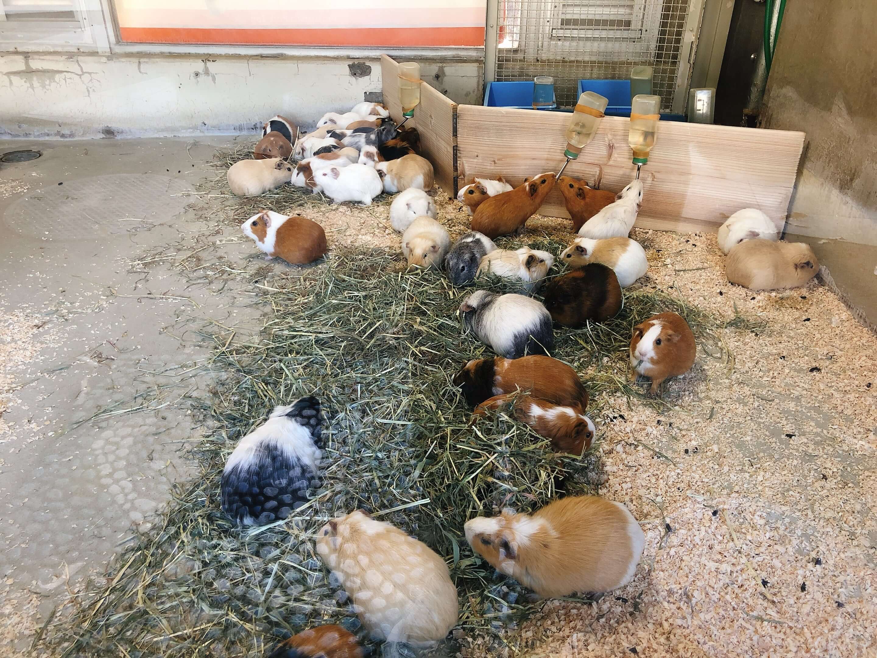 Guinea pigs at Inokashira Park Zoo