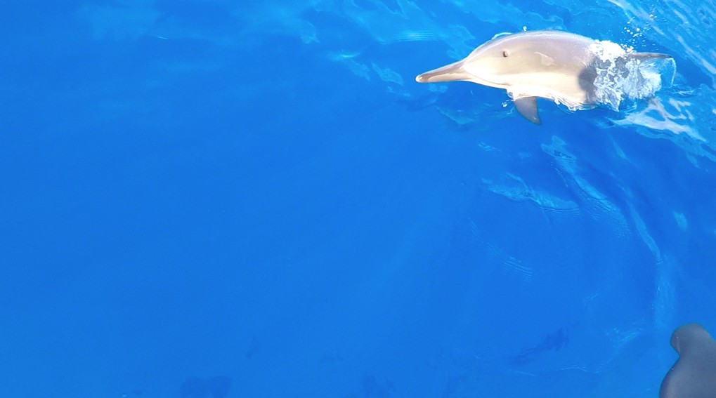 Dolphins around Chichijima Island