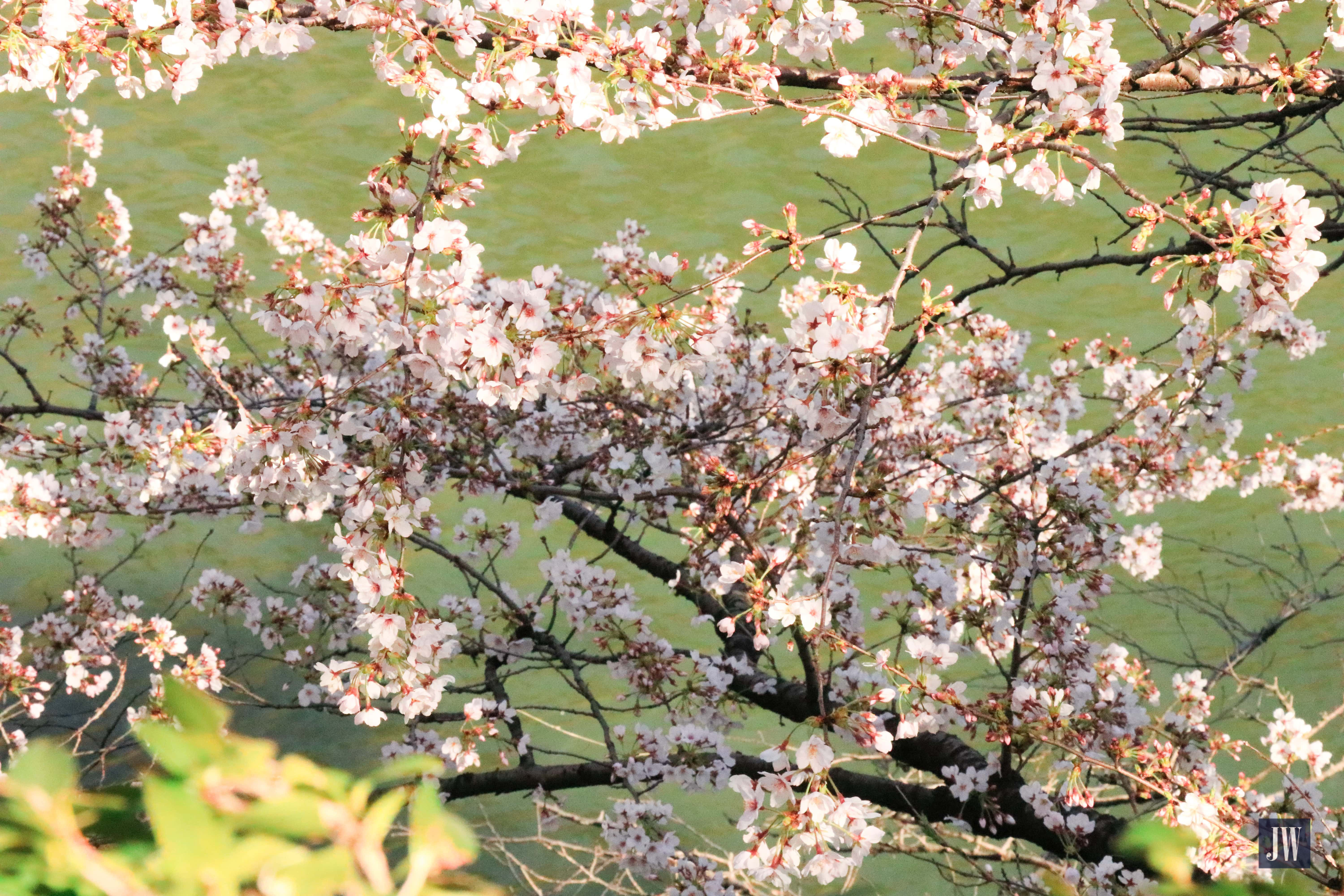 Chidorigafuchi