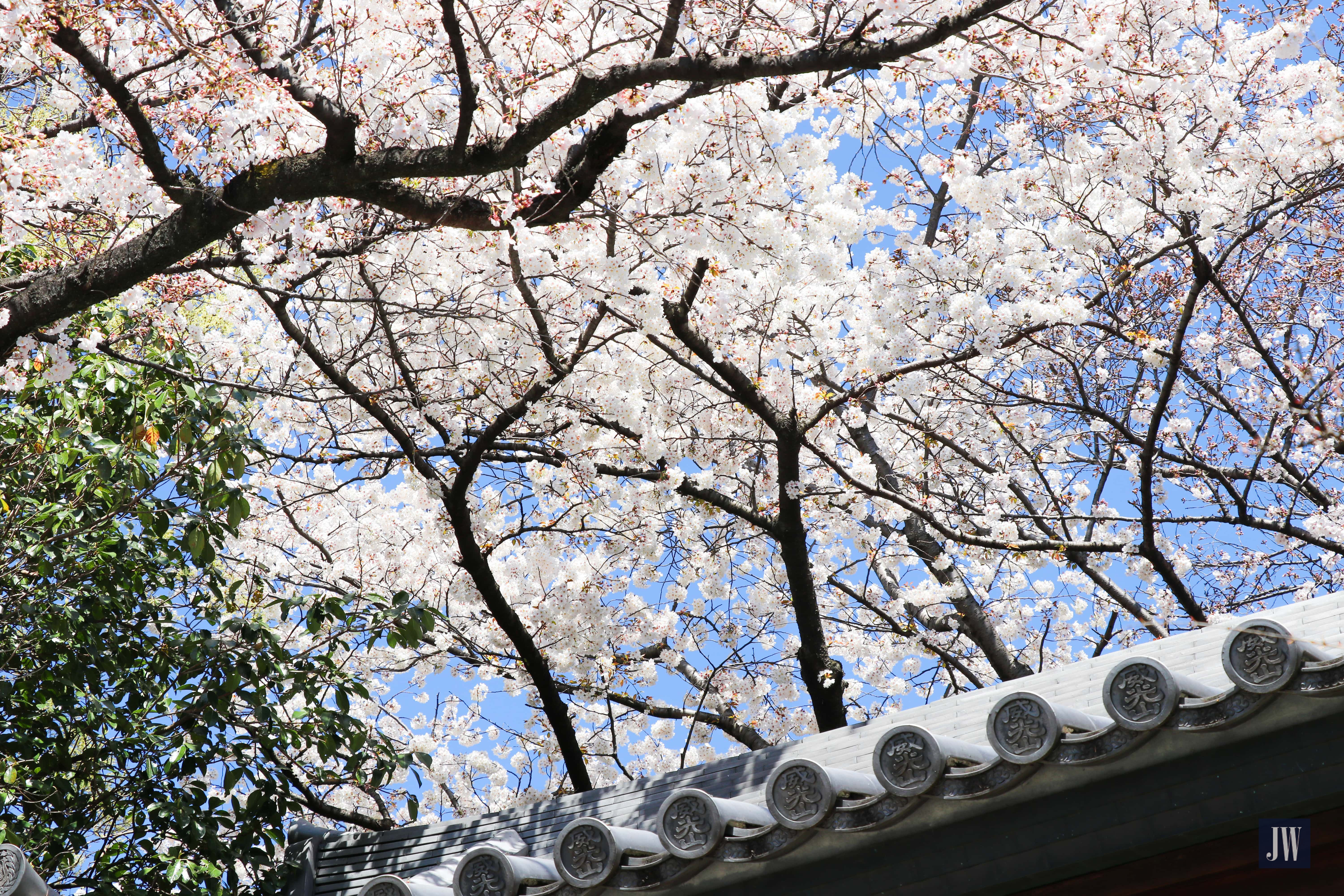 Homyo-ji Temple