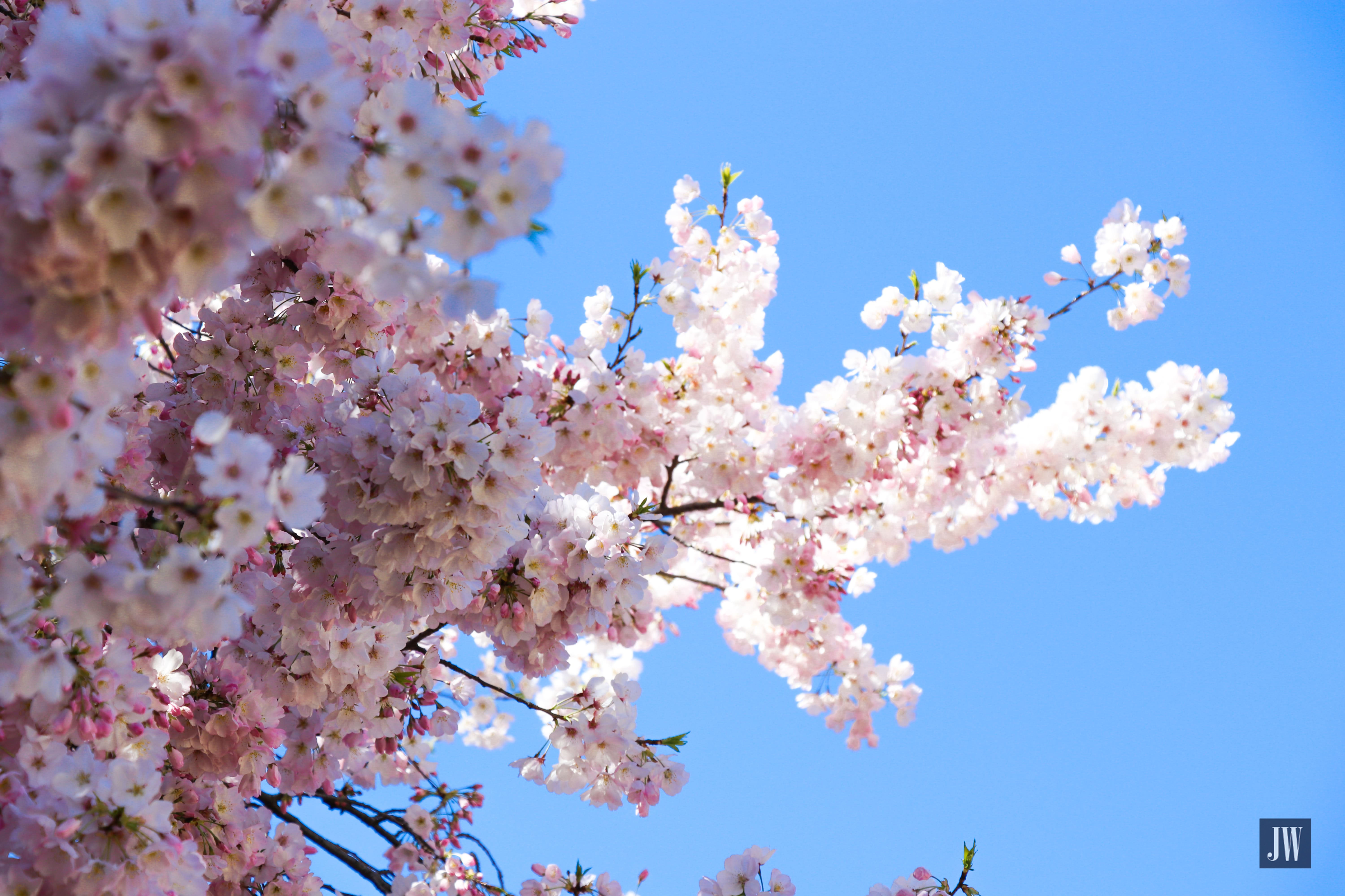 Shinjuku Gyoen