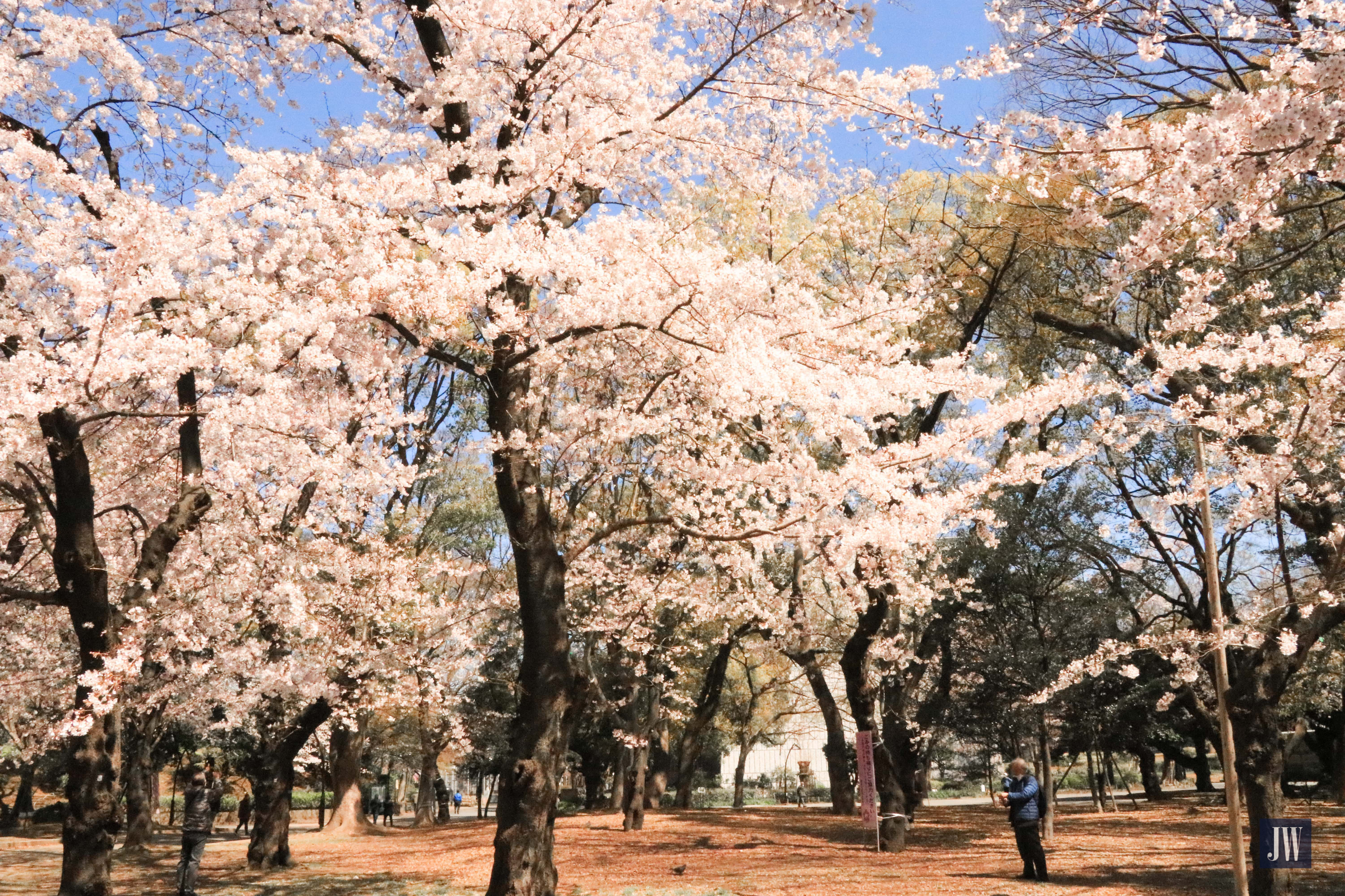 Ueno Park