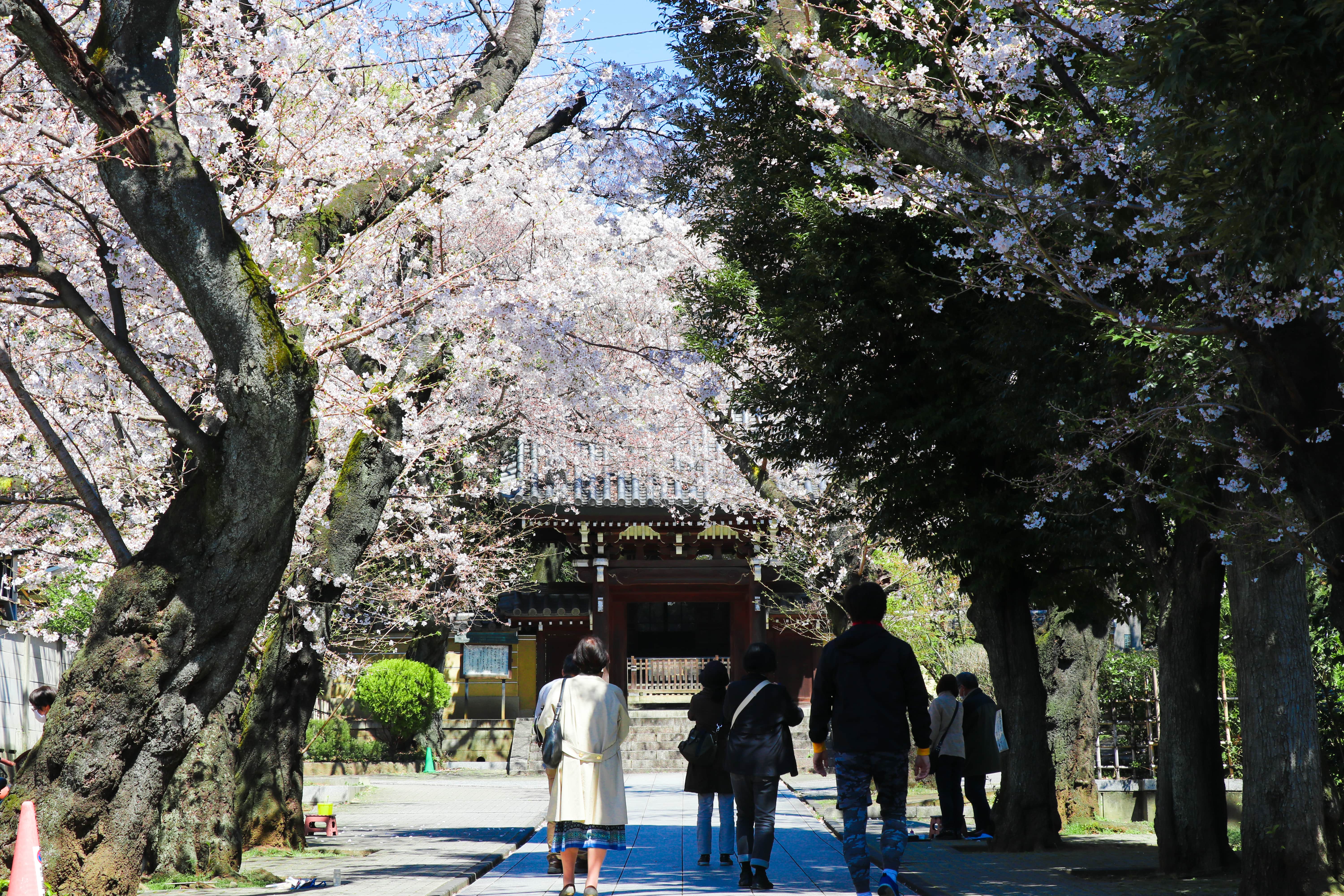 Hōmyō-ji Temple Cherry Blossom