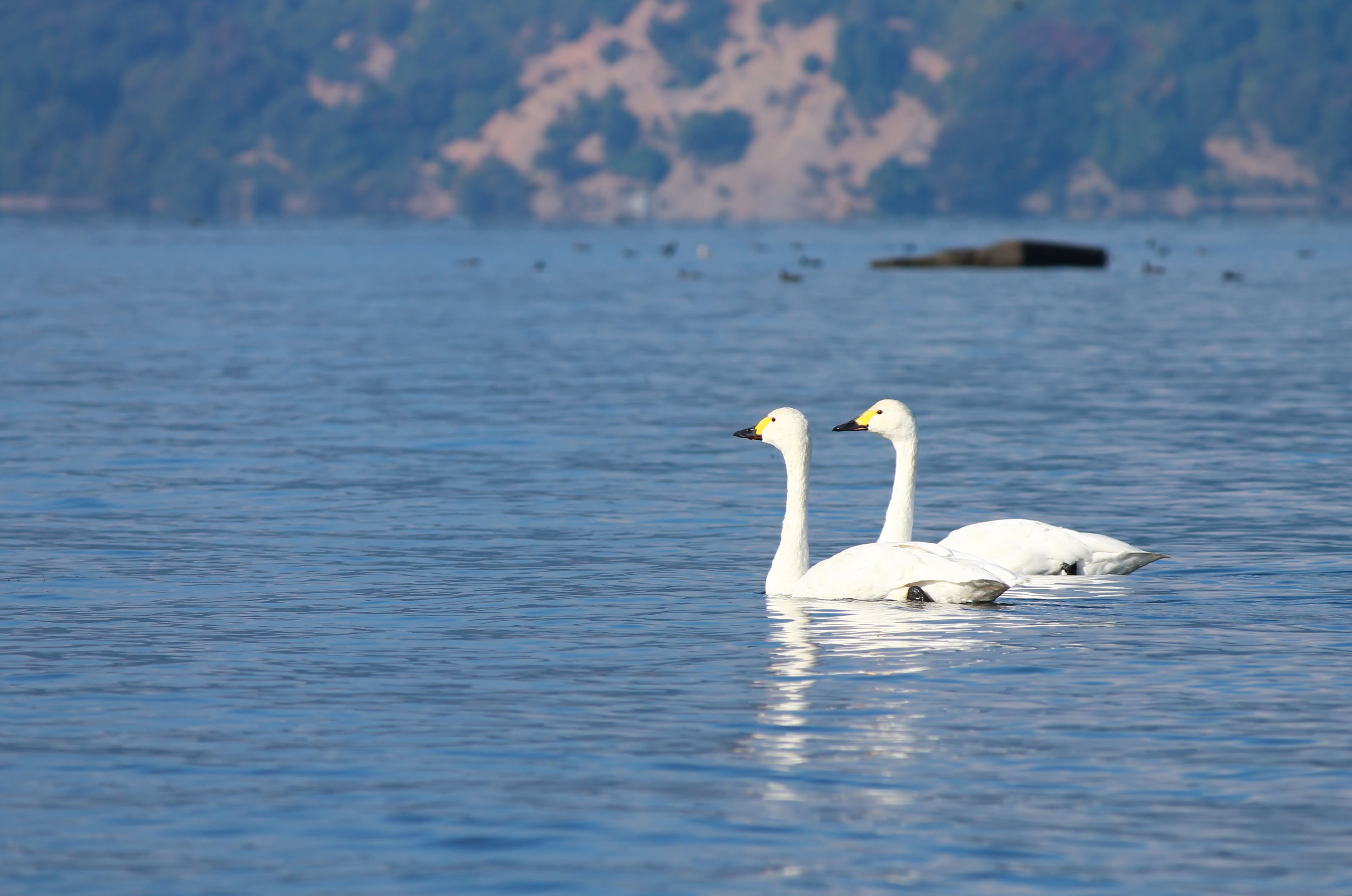 swans at Lake Biwa