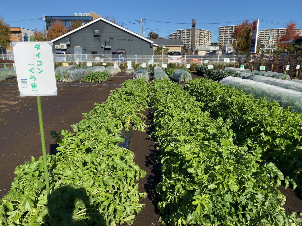 Farming Tour in Suginami city, Tokyo