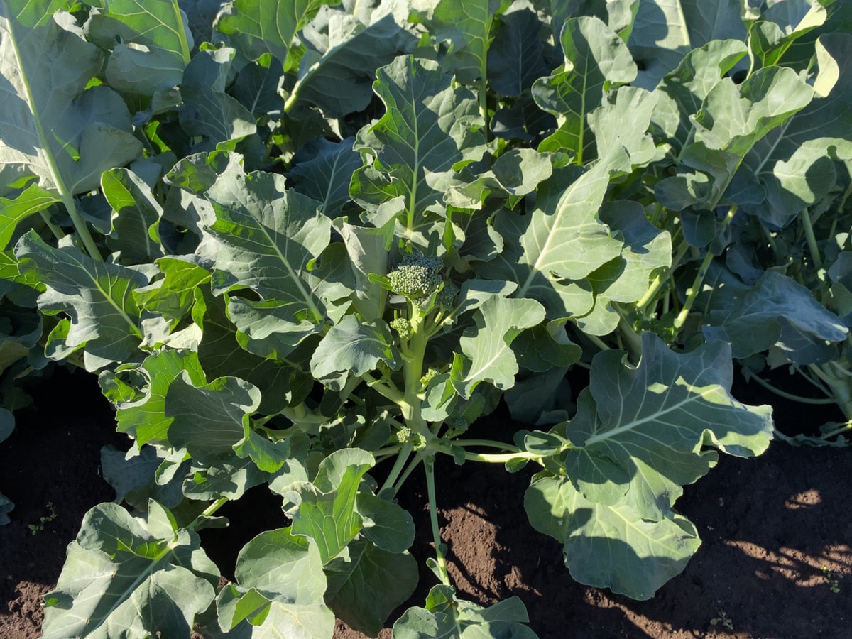 Farming Tour in Suginami city, Tokyo