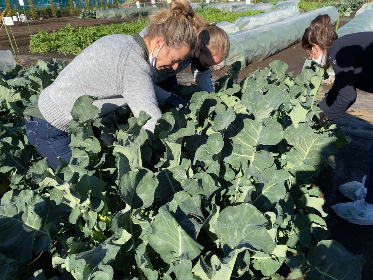 Farming Tour in Suginami city, Tokyo