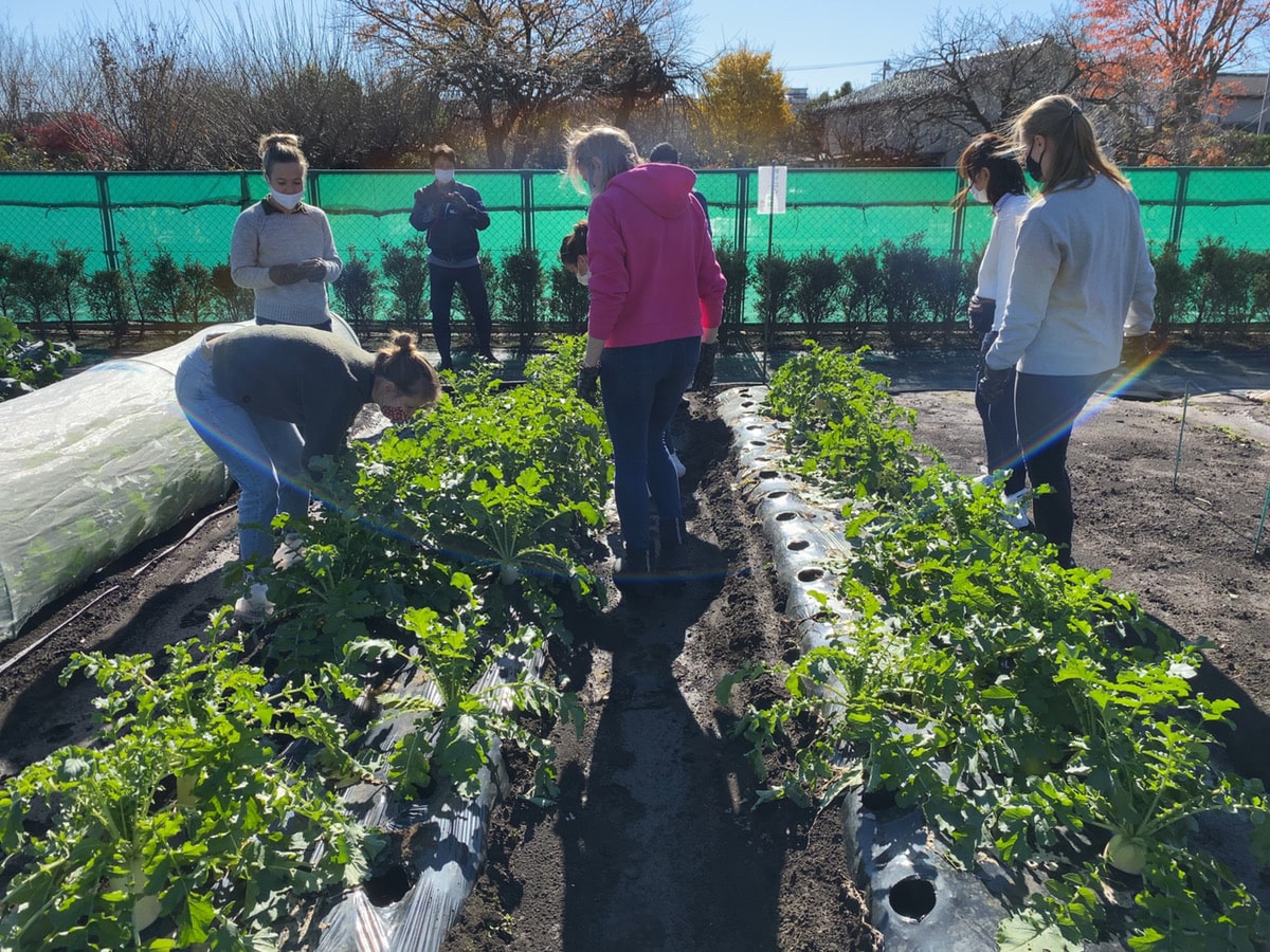 Farming Tour in Suginami city, Tokyo