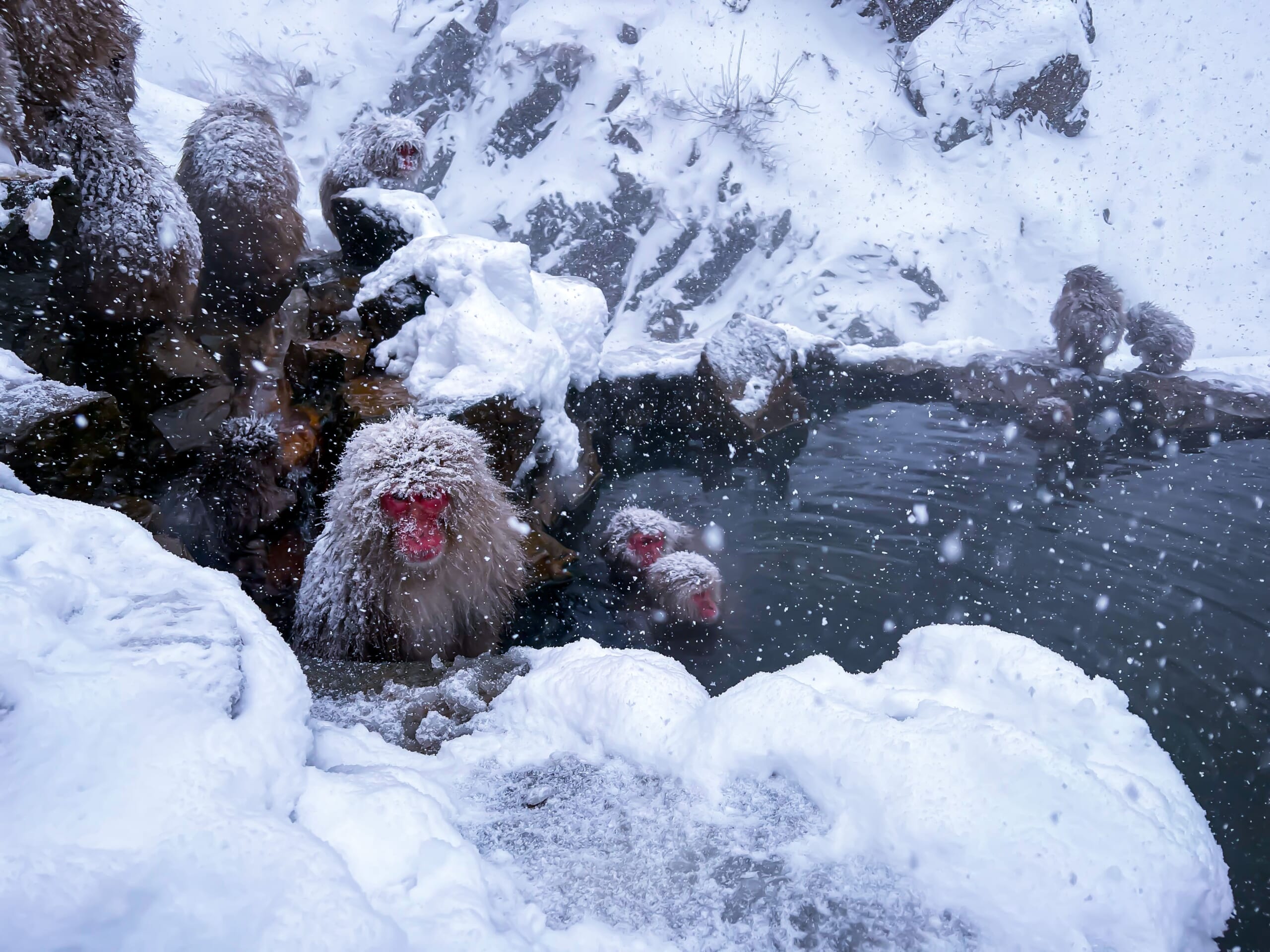 Jigokudani Monkey Park