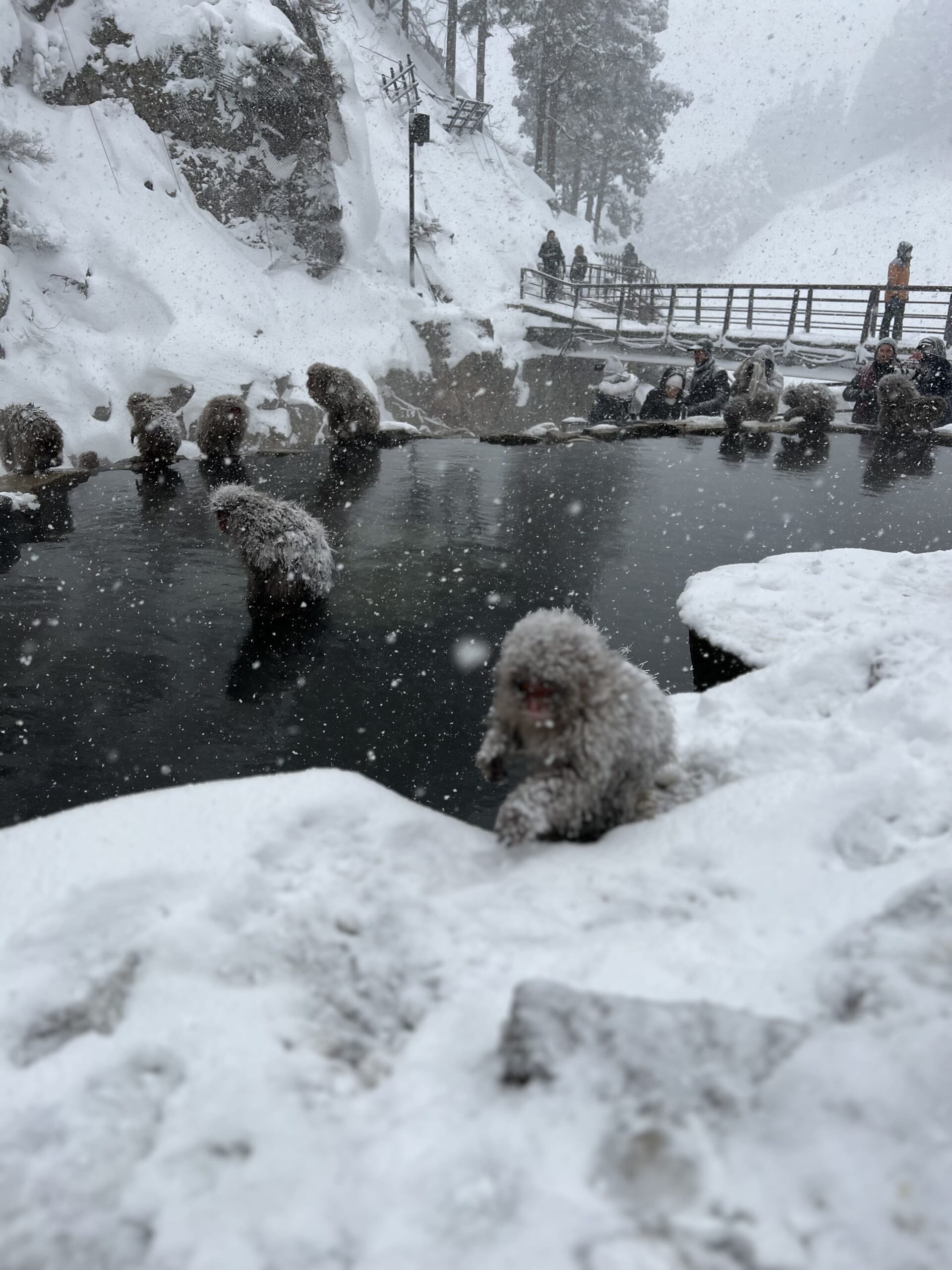 Snow Monkey Park