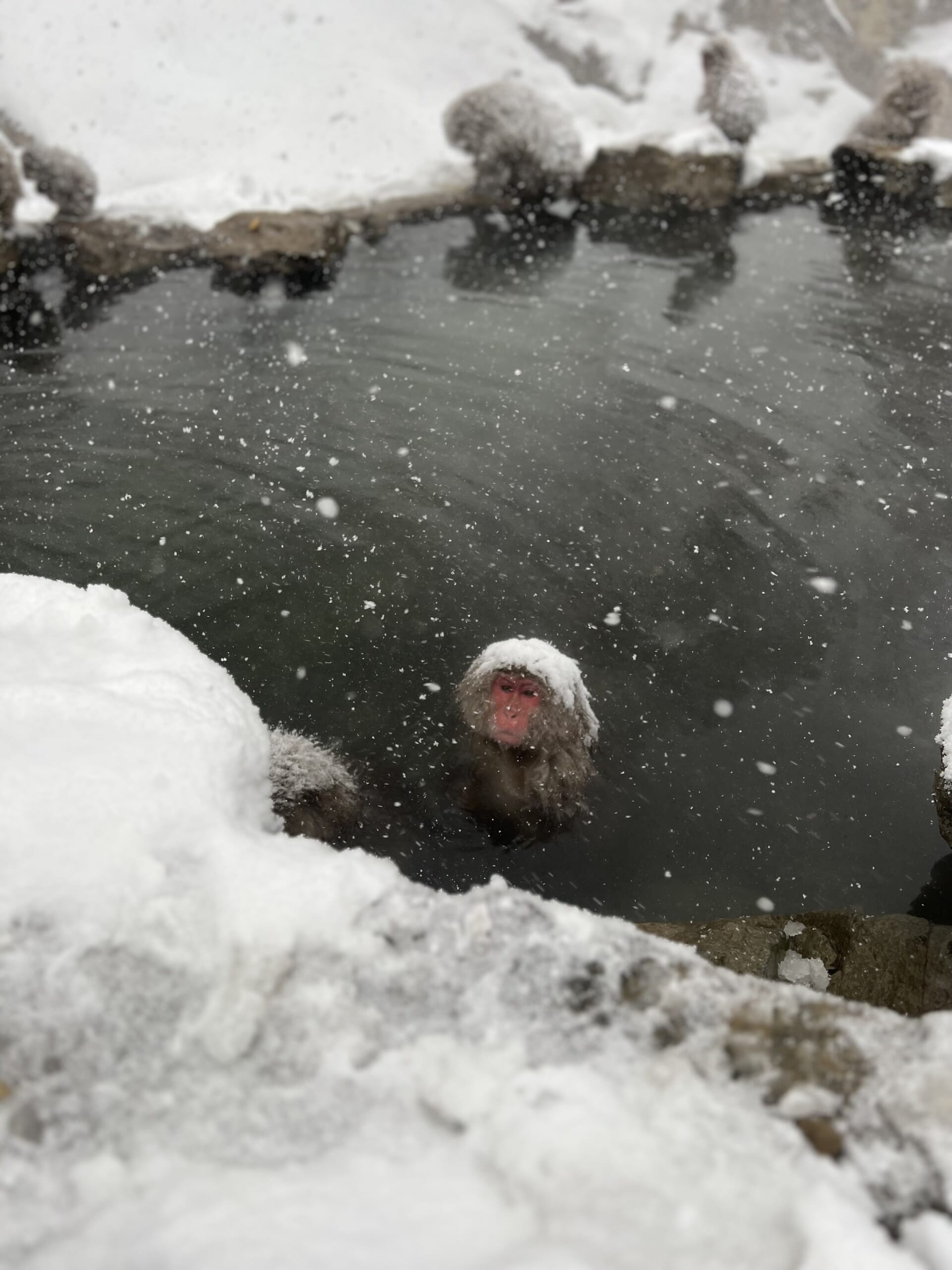 Snow Monkey Park