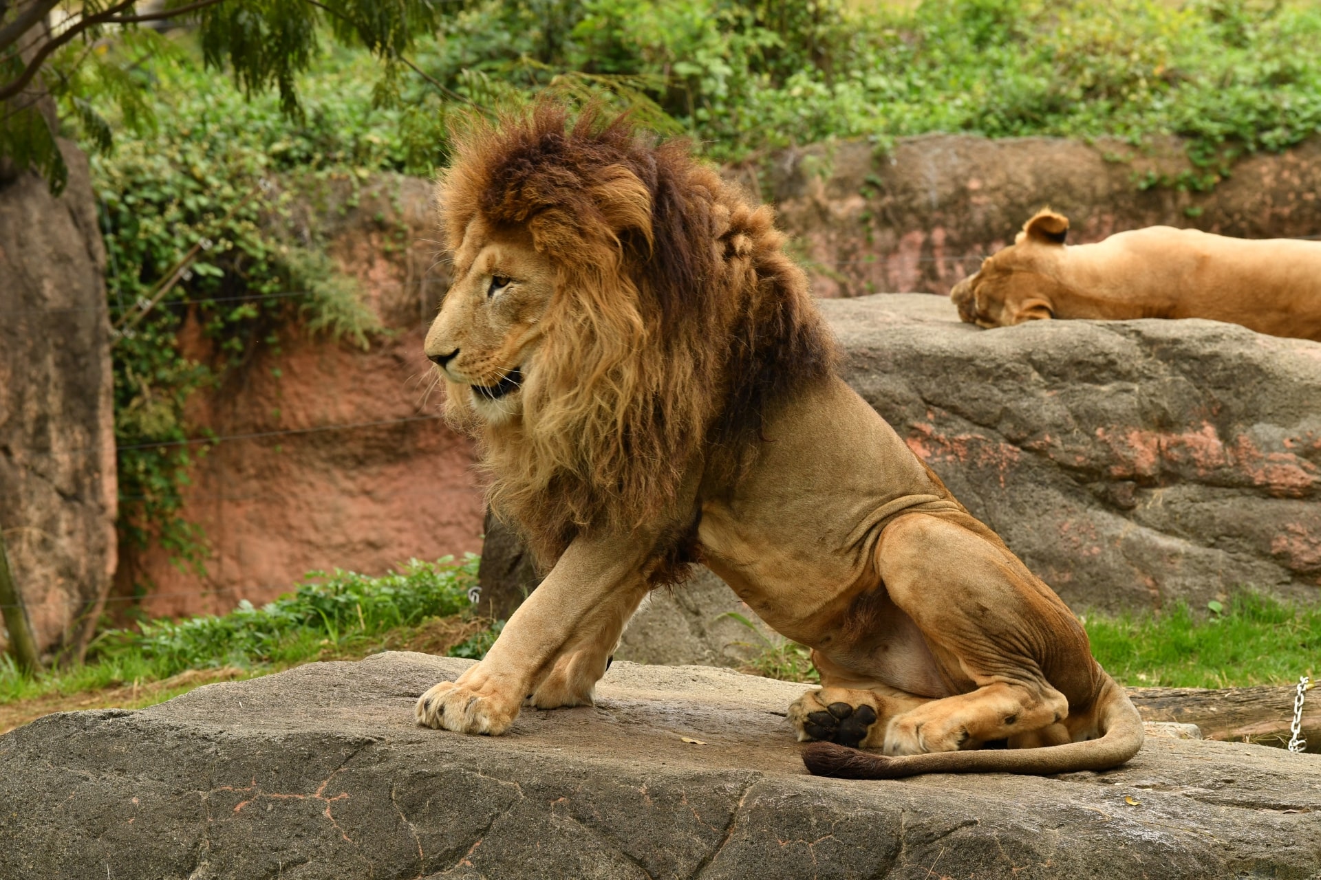 Lion at Osaka TennojLion