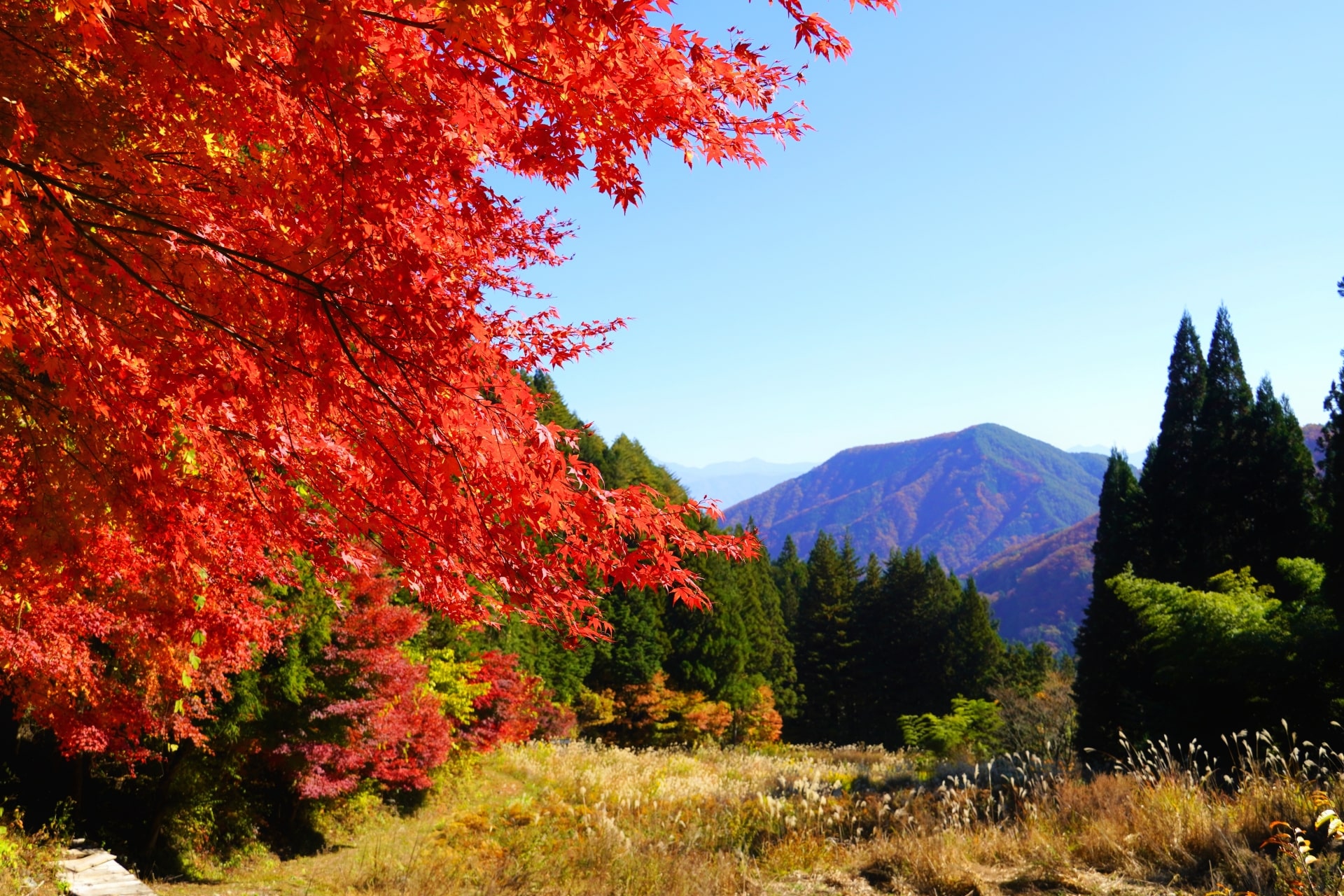 Autumn landscape