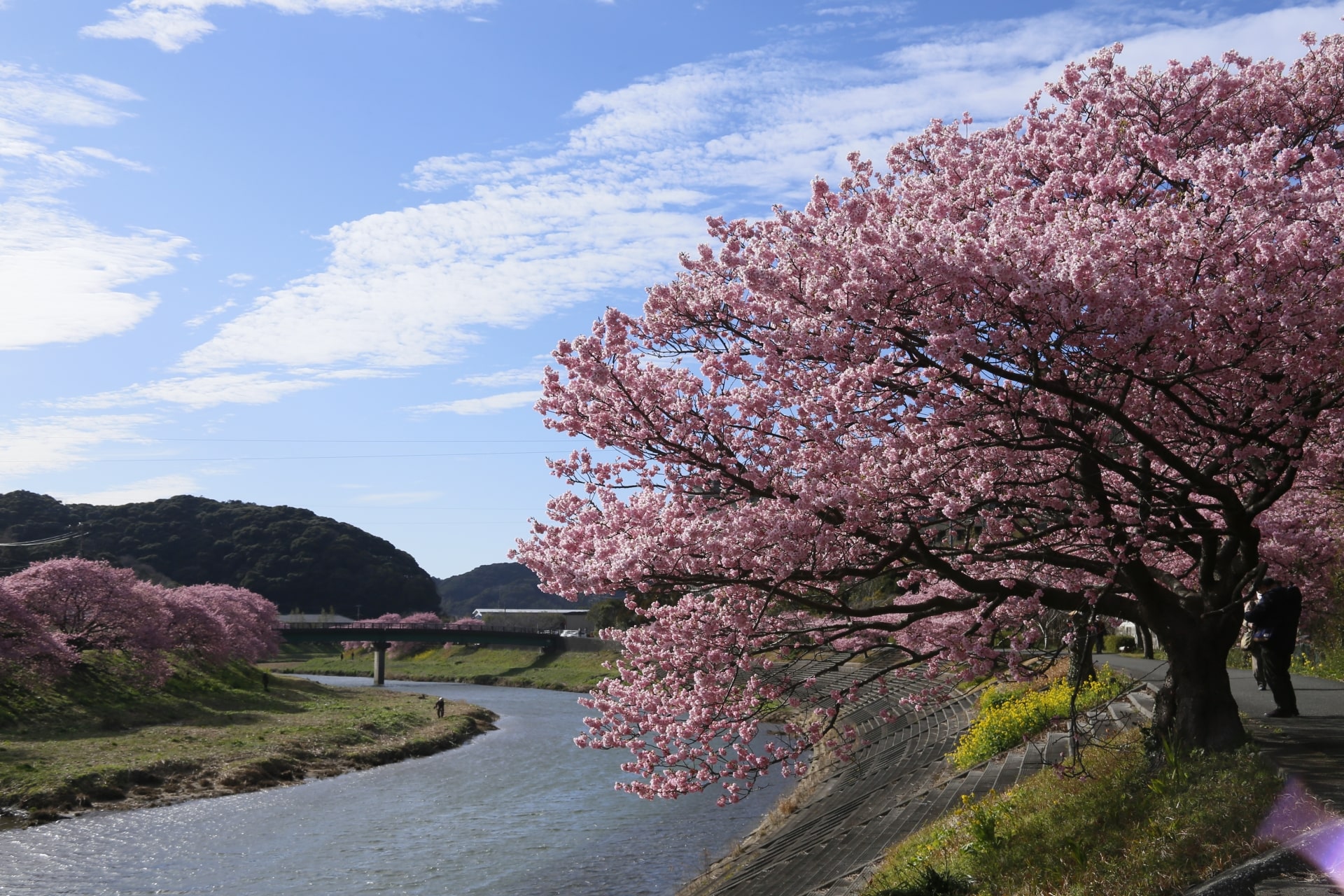 Sakura in bloom