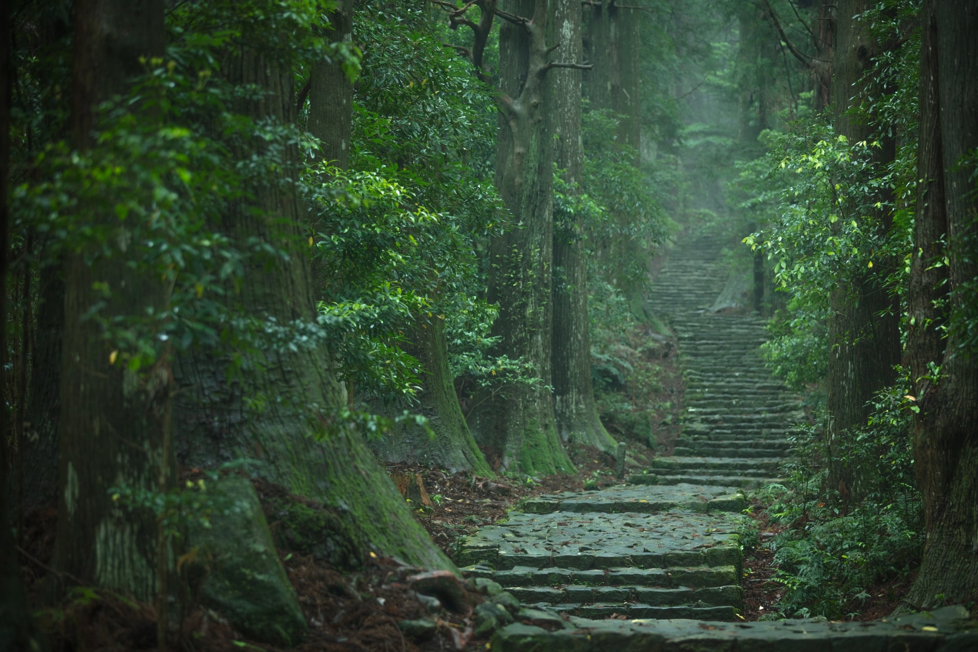 Kumano Kodo in Summer